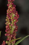 Common sheep sorrel